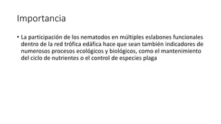 Importancia
• La participación de los nematodos en múltiples eslabones funcionales
dentro de la red trófica edáfica hace que sean también indicadores de
numerosos procesos ecológicos y biológicos, como el mantenimiento
del ciclo de nutrientes o el control de especies plaga
 
