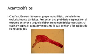 Acantocéfalos
• Clasificación constituyen un grupo monofilético de helmintos
exclusivamente parásitos. Presentan una probóscide espinosa en el
extremo anterior a la que le deben su nombre (del griego acantha:
espina y kephale: cabeza) y mediante la cual se fijan a los tejidos de
su hospedador.
 