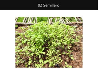 02 Semillero
 