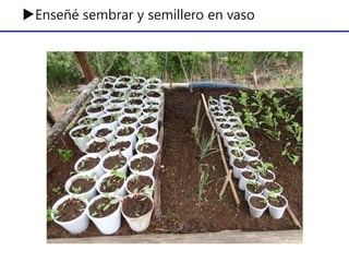 ▶Enseñé sembrar y semillero en vaso
 