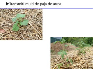 ▶Transmití multi de paja de arroz
 