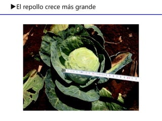 ▶El repollo crece más grande
 