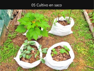 05 Cultivo en saco
 