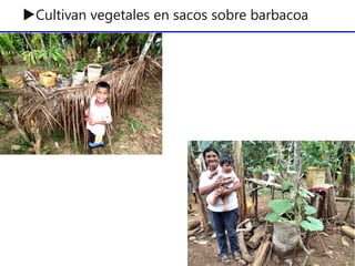 ▶Cultivan vegetales en sacos sobre barbacoa
 