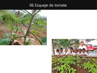 06 Esqueje de tomate
 