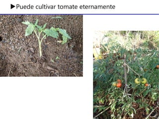 ▶Puede cultivar tomate eternamente
 