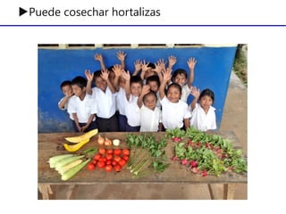 ▶Puede cosechar hortalizas
 