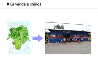 ▶La vende a chinos
 