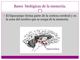 Organización interna de la memoria de trabajo.3 subsistemas:Ejecutivo centralLazo articulatorioAgenda visoespacial