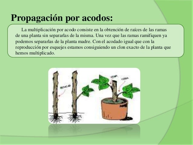 Presentacion de propagacion de planta