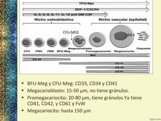 CFU-MEG

64 n
4n

• BFU-Meg y CFU-Meg: CD33, CD34 y CD41
• Megacarioblasto: 15-50 μm, no tiene gránulos.
• Promegacariocito: 20-80 μm, tiene gránulos.Ya tiene
CD41, CD42, y CD61 y FvW
• Megacariocito: hasta 150 μm

 