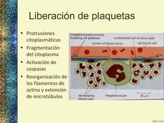 Liberación de plaquetas
• Protrusiones
citoplasmáticas
• Fragmentación
del citoplasma
• Activación de
caspasas
• Reorganización de
los filamentos de
actina y extensión
de microtúbulos

 