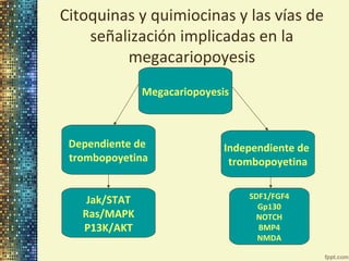 Citoquinas y quimiocinas y las vías de
señalización implicadas en la
megacariopoyesis
Megacariopoyesis

Dependiente de
trombopoyetina
Jak/STAT
Ras/MAPK
P13K/AKT

Independiente de
trombopoyetina
SDF1/FGF4
Gp130
NOTCH
BMP4
NMDA

 