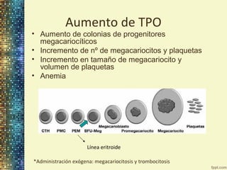 Aumento de TPO

• Aumento de colonias de progenitores
megacariocíticos
• Incremento de nº de megacariocitos y plaquetas
• Incremento en tamaño de megacariocito y
volumen de plaquetas
• Anemia

Línea eritroide
*Administración exógena: megacariocitosis y trombocitosis

 