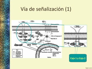 Vía de señalización (1)

Caja 1 y Caja 2

 