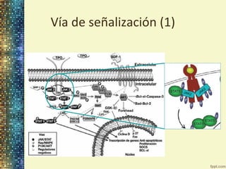 Vía de señalización (1)

 