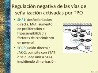 Regulación negativa de las vías de
señalización activadas por TPO
• SHP1: desfosforilación
directa. Mut: aumento
en proliferación e
hipersensibilidad a
factores de crecimiento
en general
• SOCS: unión directa a
JAK-2, compite con STAT
o se puede unir a STAT
impidiendo dimerización

 
