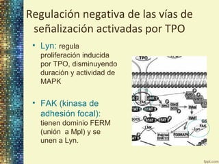 Regulación negativa de las vías de
señalización activadas por TPO
• Lyn: regula
proliferación inducida
por TPO, disminuyendo
duración y actividad de
MAPK

• FAK (kinasa de
adhesión focal):
tienen dominio FERM
(unión a Mpl) y se
unen a Lyn.

 