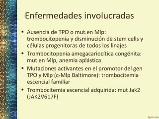 Enfermedades involucradas
• Ausencia de TPO o mut.en Mlp:
trombocitopenia y disminución de stem cells y
células progenitoras de todos los linajes
• Trombocitopenia amegacariocítica congénita:
mut en Mlp, anemia aplástica
• Mutaciones activantes en el promotor del gen
TPO y Mlp (c-Mlp Baltimore): trombocitemia
escencial familiar
• Trombocitemia escencial adquirida: mut Jak2
(JAK2V617F)

 