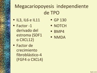 Megacariopoyesis independiente
de TPO
• IL3, IL6 e IL11
• Factor -1
derivado del
estroma (SDF1
o CXCL12)
• Factor de
crecimiento
fibroblástico-4
(FGF4 o CXCL4)

•
•
•
•

GP 130
NOTCH
BMP4
NMDA

 