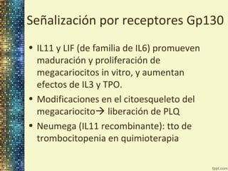 Señalización por receptores Gp130
• IL11 y LIF (de familia de IL6) promueven
maduración y proliferación de
megacariocitos in vitro, y aumentan
efectos de IL3 y TPO.
• Modificaciones en el citoesqueleto del
megacariocito liberación de PLQ
• Neumega (IL11 recombinante): tto de
trombocitopenia en quimioterapia

 