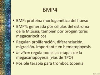 BMP4
• BMP: proteína morfogenética del hueso
• BMP4: generada por células del estroma
de la M.ósea, también por progenitores
megacariocíticos
• Regulan proliferación, diferenciación,
migración. Importante en hematopoyesis
• In vitro: regula todas las etapas de la
megacariopoyesis (vías de TPO)
• Posible terapia para trombocitopenia

 