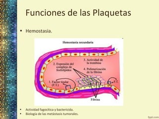 Funciones de las Plaquetas
• Hemostasia.

•
•

Actividad fagocítica y bactericida.
Biología de las metástasis tumorales.

 