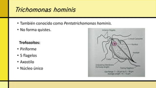Presentacion parasitologia de protozoarios | PDF