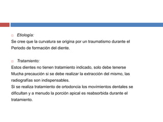  Etiología:
Se cree que la curvatura se origina por un traumatismo durante el
Periodo de formación del diente.
 Tratamiento:
Estos dientes no tienen tratamiento indicado, solo debe tenerse
Mucha precaución si se debe realizar la extracción del mismo, las
radiografías son indispensables.
Si se realiza tratamiento de ortodoncia los movimientos dentales se
dificultan y a menudo la porción apical es reabsorbida durante el
tratamiento.
 