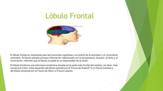 Lóbulo Frontal
El lóbulo frontal es importante para las funciones cognitivas y el control de la actividad o el movimiento
voluntario. El lóbulo parietal procesa información relacionada con la temperatura, el gusto, el tacto y el
movimiento; mientras que el lóbulo occipital es el responsable de la visión.
El lóbulo frontal es una estructura anatómica situada en la parte más frontal del cerebro, es decir, más
cercana al rostro. Está separado del lóbulo parietal por la Fisura de Roland**o (o Fisura Central) y
del lóbulo temporal por la Fisura de Silvio (o Fisura Lateral).
 
