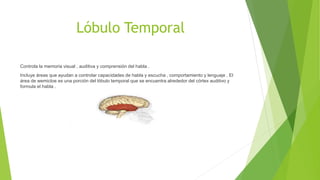 Lóbulo Temporal
Controla la memoria visual , auditiva y comprensión del habla .
Incluye áreas que ayudan a controlar capacidades de habla y escucha , comportamiento y lenguaje . El
área de wemicloe es una porción del lóbulo temporal que se encuentra alrededor del córtex auditivo y
formula el habla .
 