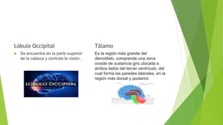 Lóbulo Occipital
 Se encuentra en la parte superior
de la cabeza y controla la visión .
Tálamo
Es la región más grande del
diencéfalo, comprende una zona
ovoide de sustancia gris ubicada a
ambos lados del tercer ventrículo, del
cual forma las paredes laterales, en la
región más dorsal y posterior.
 