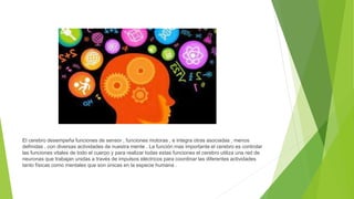 El cerebro desempeña funciones de sensor , funciones motoras , e integra otras asociadas , menos
definidas , con diversas actividades de nuestra mente . La función mas importante el cerebro es controlar
las funciones vitales de todo el cuerpo y para realizar todas estas funciones el cerebro utiliza una red de
neuronas que trabajan unidas a través de impulsos eléctricos para coordinar las diferentes actividades
tanto físicas como mentales que son únicas en la especie humana .
 