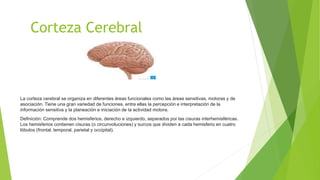 Corteza Cerebral
La corteza cerebral se organiza en diferentes áreas funcionales como las áreas sensitivas, motoras y de
asociación. Tiene una gran variedad de funciones, entre ellas la percepción e interpretación de la
información sensitiva y la planeación e iniciación de la actividad motora.
Definición: Comprende dos hemisferios, derecho e izquierdo, separados por las cisuras interhemisféricas.
Los hemisferios contienen cisuras (o circunvoluciones) y surcos que dividen a cada hemisferio en cuatro
lóbulos (frontal, temporal, parietal y occipital).
 