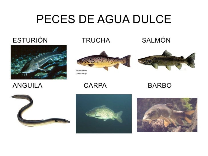 Los Peces 1º Ciclo