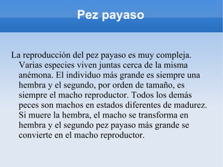 Pez payaso La reproducción del pez payaso es muy compleja. Varias especies viven juntas cerca de la misma anémona. El individuo más grande es siempre una hembra y el segundo, por orden de tamaño, es siempre el macho reproductor. Todos los demás peces son machos en estados diferentes de madurez. Si muere la hembra, el macho se transforma en hembra y el segundo pez payaso más grande se convierte en el macho reproductor. 