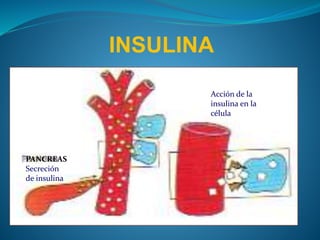 INSULINA
PANCREAS
Secreción
de insulina
Acción de la
insulina en la
célula
 