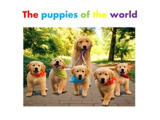 The puppies of the world
 