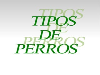 TIPOS DE  PERROS 