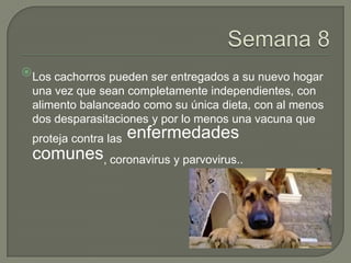 Los cachorros pueden ser entregados a su nuevo hogar
una vez que sean completamente independientes, con
alimento balanceado como su única dieta, con al menos
dos desparasitaciones y por lo menos una vacuna que
proteja contra las enfermedades
comunes, coronavirus y parvovirus..
 