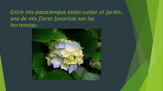 Entre mis pasatiempos están cuidar el jardín,
una de mis flores favoritas son las
hortensias:
 