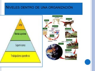 NIVELES DENTRO DE UNA ORGANIZACIÓN
 