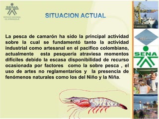 La pesca de camarón ha sido la principal actividad
sobre la cual se fundamentó tanto la actividad
industrial como artesanal en el pacifico colombiano,
actualmente esta pesquería atraviesa momentos
difíciles debido la escasa disponibilidad de recurso
ocasionada por factores como la sobre pesca , el
uso de artes no reglamentarios y la presencia de
fenómenos naturales como los del Niño y la Niña.




                                                       73
 