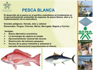 PESCA BLANCA
El desarrollo de la pesca en el pacifico colombiano se fundamenta en
el aprovechamiento sostenible de especies de pesca blanca, atún y la
implementación de la maricultura.

Grandes pelágicos: Dorado, atún y calamar
Demersales: Pargos, Chernas, Meros, Berrugate, Bagres y Corvina

Ventajas:
 Buena alternativa económica
 La tecnología de captura es simple
 Aprovechamiento racional del recurso
 Disminución del esfuerzo pesquero
 Acceso de la pesca industrial y artesanal al
    mercado internacional (exportaciones en fresco)




                                                                       74
 