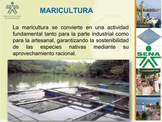 MARICULTURA

La maricultura se convierte en una actividad
fundamental tanto para la parte industrial como
para la artesanal, garantizando la sostenibilidad
de las especies nativas mediante su
aprovechamiento racional.




                                                    75
 