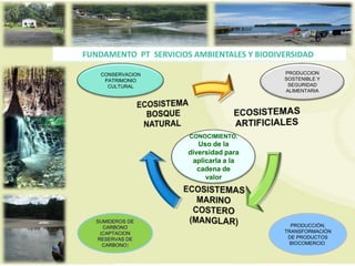 FUNDAMENTO PT SERVICIOS AMBIENTALES Y BIODIVERSIDAD)

    CONSERVACION                            PRODUCCION
     PATRIMONIO                             SOSTENIBLE Y
      CULTURAL                               SEGURIDAD
                                            ALIMENTARIA




                       CONOCIMIENTO.
                          Uso de la
                       diversidad para
                        aplicarla a la
                          cadena de
                            valor




   SUMIDEROS DE
     CARBONO                                  PRODUCCIÓN,
    (CAPTACION                              TRANSFORMACIÓN
   RESERVAS DE                               DE PRODUCTOS
     CARBONO)                                 BIOCOMERCIO.
 