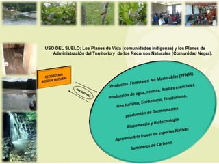 USO DEL SUELO: Los Planes de Vida (comunidades indígenas) y los Planes de
   Administración del Territorio y de los Recursos Naturales (Comunidad Negra).
 