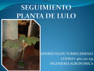 ANDRES FELIPE TORRES JIMENEZ
           CODIGO: 460-212-235
    INGENIERIA AGRONOMICA
 