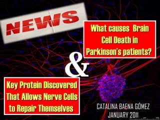 What causes  Brain Cell Death in Parkinson’s patients?  & Key Protein Discovered That Allows Nerve Cells to Repair Themselves   CATALINA BAENA GÓMEZ JANUARY 2011 