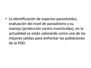 • La identificación de especies parasitoides, 
evaluación del nivel de parasitismo y su 
manejo (protección contra insecticidas), en la 
actualidad se están valorando como una de las 
mejores salidas para enfrentar las poblaciones 
de la PDD. 
 